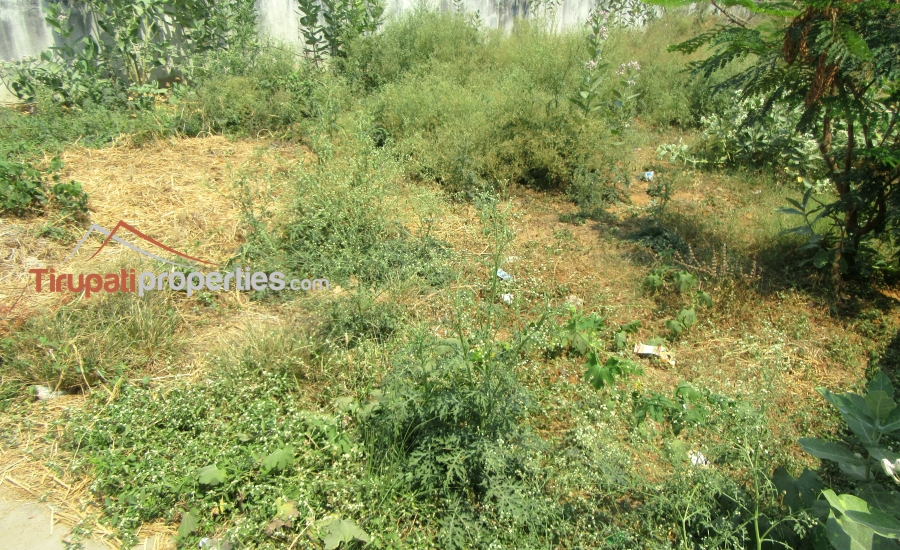 47 Anks North Facing #ReadyforConstruction #PlotforSale in Thimminaidupalem Near Mangalam Road, #Tirupati